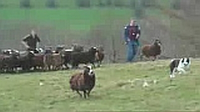 Bergers et moutons