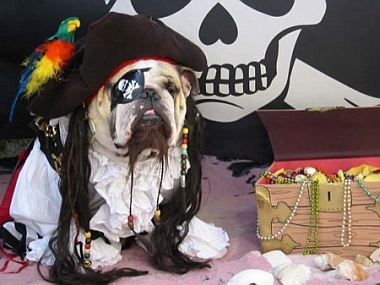 Costumes d'Halloween pour animaux